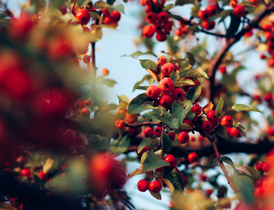 Schisandra z&nbsp;Mungyeongu