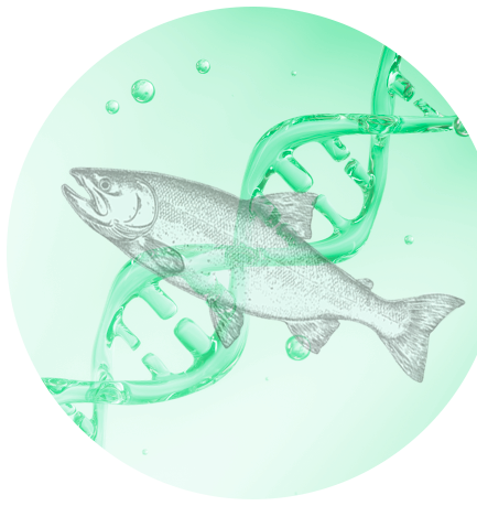 Losos a DNA — zdroj PDRN